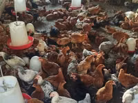 Chickens — 写真 4