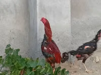 Chickens — 6-rasm