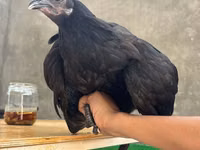 Chickens — zdjęcie 2