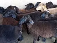 雄羊, Hissar sheep — 写真 4