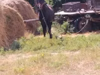公马, Horses — 照片 4
