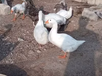 Geese — foto 3