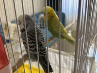 Təmiz qan Çex tutuquşuları satılır 🦜 Quşlar çox sağlam, aktiv və — zdjęcie 2