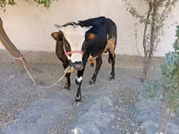 Byk, Russian Black pied cattle — zdjęcie 5