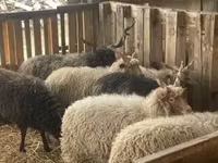 ஆண் ஆடு, Racka sheep — புகைப்படம் 4