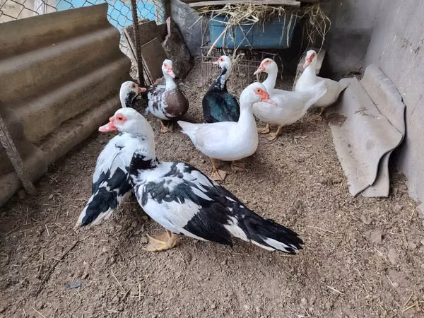 Ducks