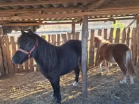 母马, Horses — 照片 3