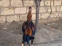 Chickens — Foto 2