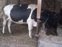 İnek, Russian Black pied cattle — foto 7