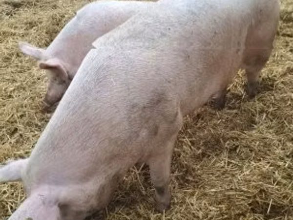 Świnie (partia, płeć nieokreślona), 