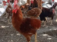 Chickens — Foto 1