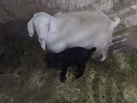 Cabra, Alpine goat — foto 3