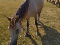 Klisna, Azerbaijan horse — foto 5