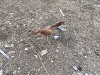 Chickens — foto 6