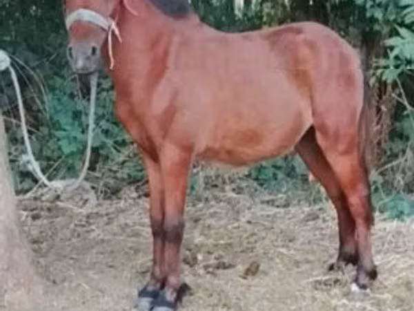 公马, Horses