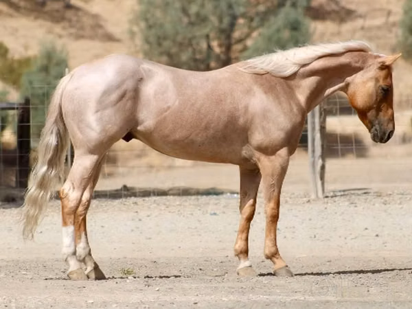 Cheval, Quarter Horse
