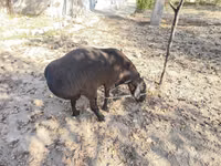 Koç, Hissar sheep — foto 4