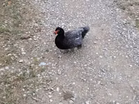 Домашняя мушка — фото 2
