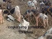 Damızlık domuz, Domuzlar — foto 3
