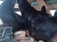 Ayam Cemani — Foto 2