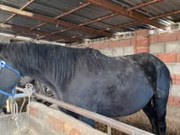 母马, Horses — 照片 4