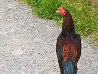 Chickens — ფოტო 1