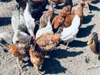 Chickens — foto 3