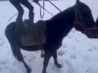 குதிரை, Hungarian horse breed — புகைப்படம் 5