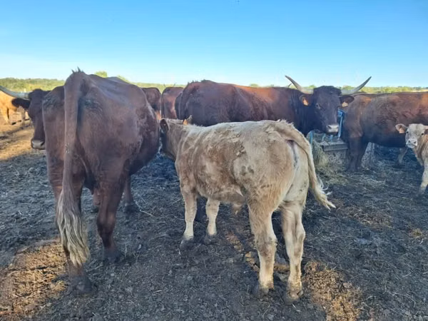Vaca, Salers cattle