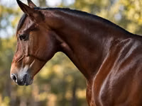 雄馬, Quarter Horse — 写真 3