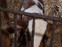 காளை, Simmental cattle — புகைப்படம் 7