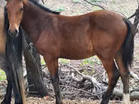 Chevaux (lot, sexe non indiqué), Karachay horse — photo 3