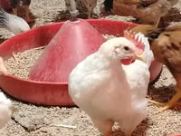 Chickens — foto 3
