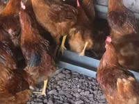 Chickens — foto 4