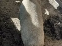 Sow, Pigs — photo 2