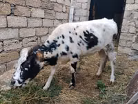 Vache, Russian Black pied cattle — photo 3
