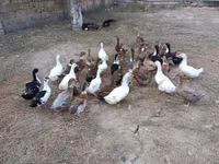 Ducks — Foto 5