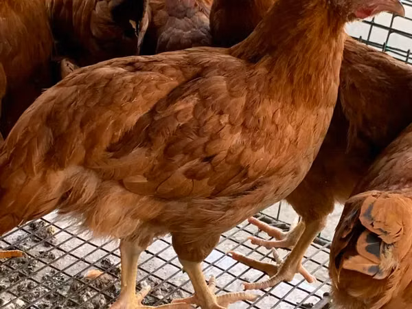 Chickens