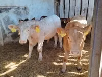 Toro, Simmental cattle — foto 3