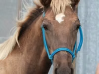 Cheval, Black Sea breed — photo 1