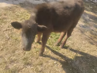 Taureau, Swiss cattle — photo 7