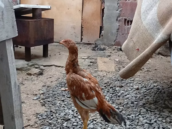 Chickens