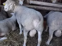 Bélier, Ile-de-France sheep — photo 1
