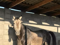Айғыр, Arabian horse — 2-сурет