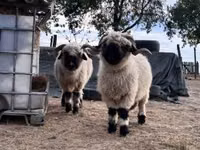 雌羊, Valais Blacknose sheep — 写真 1
