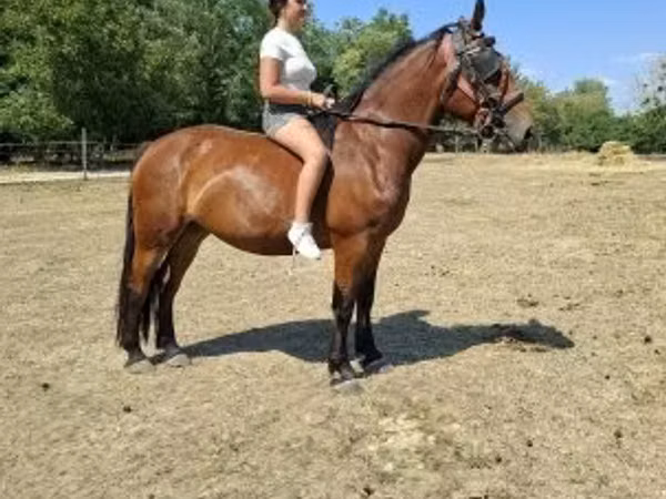 Mare, Horses