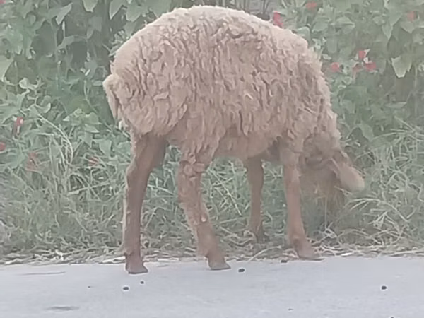 பெண் ஆடு, ஆடுகள்
