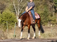 Айғыр, Quarter Horse — 8-сурет