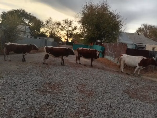 Sigir, Simmental cattle