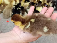 Ducks — zdjęcie 2